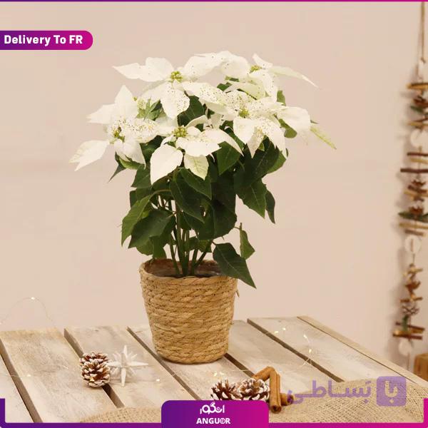 باکس گل فانوس (ارسال گل به فرانسه) — تصویر 1