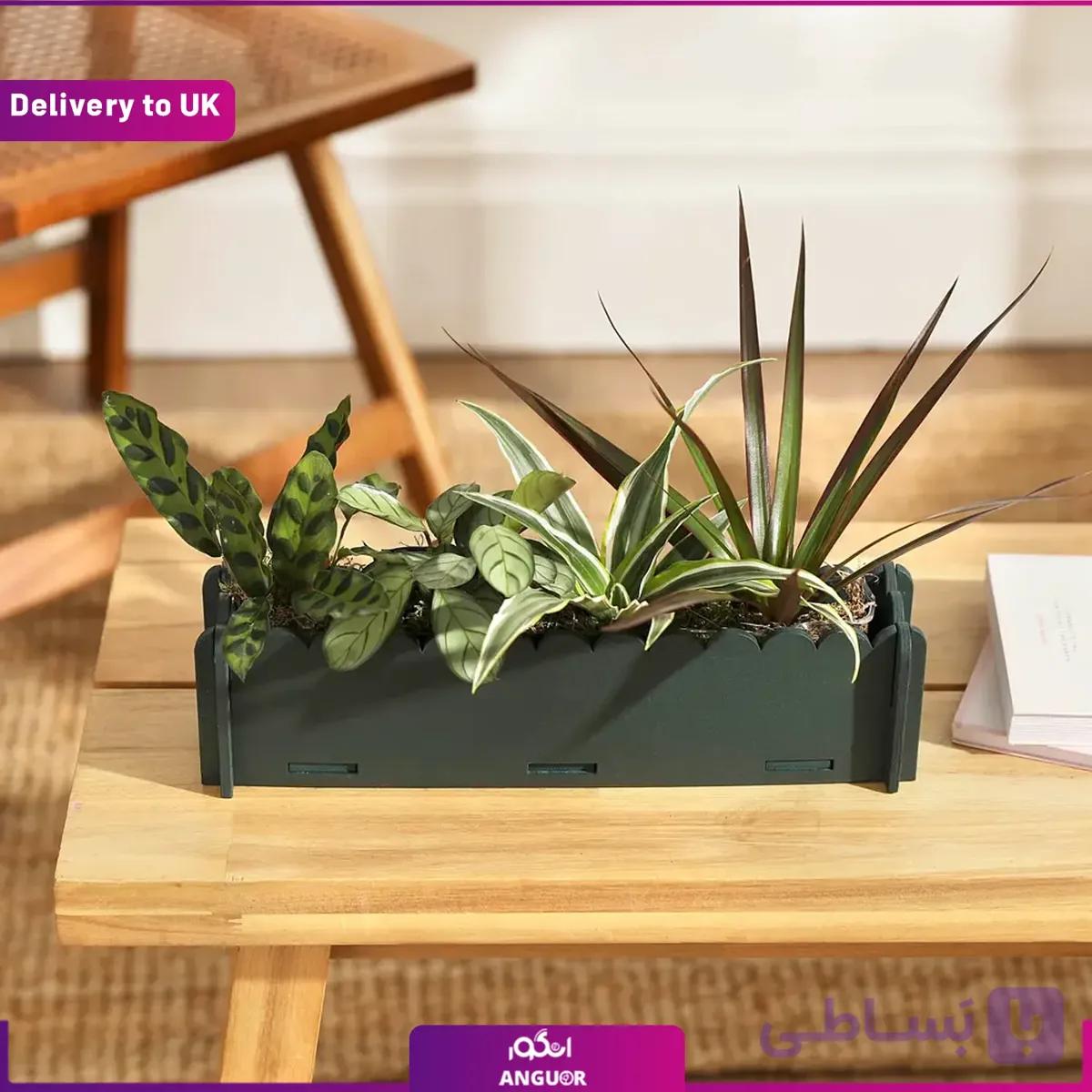 (Delivery to UK) The Letterbox Houseplants