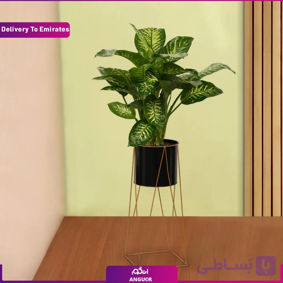 گلدان دیفن یاخیا (دبی و امارات)