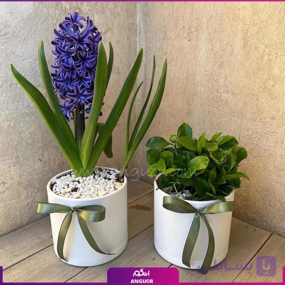 گل سنبل خوش عطر و سبزه بهار نارنج