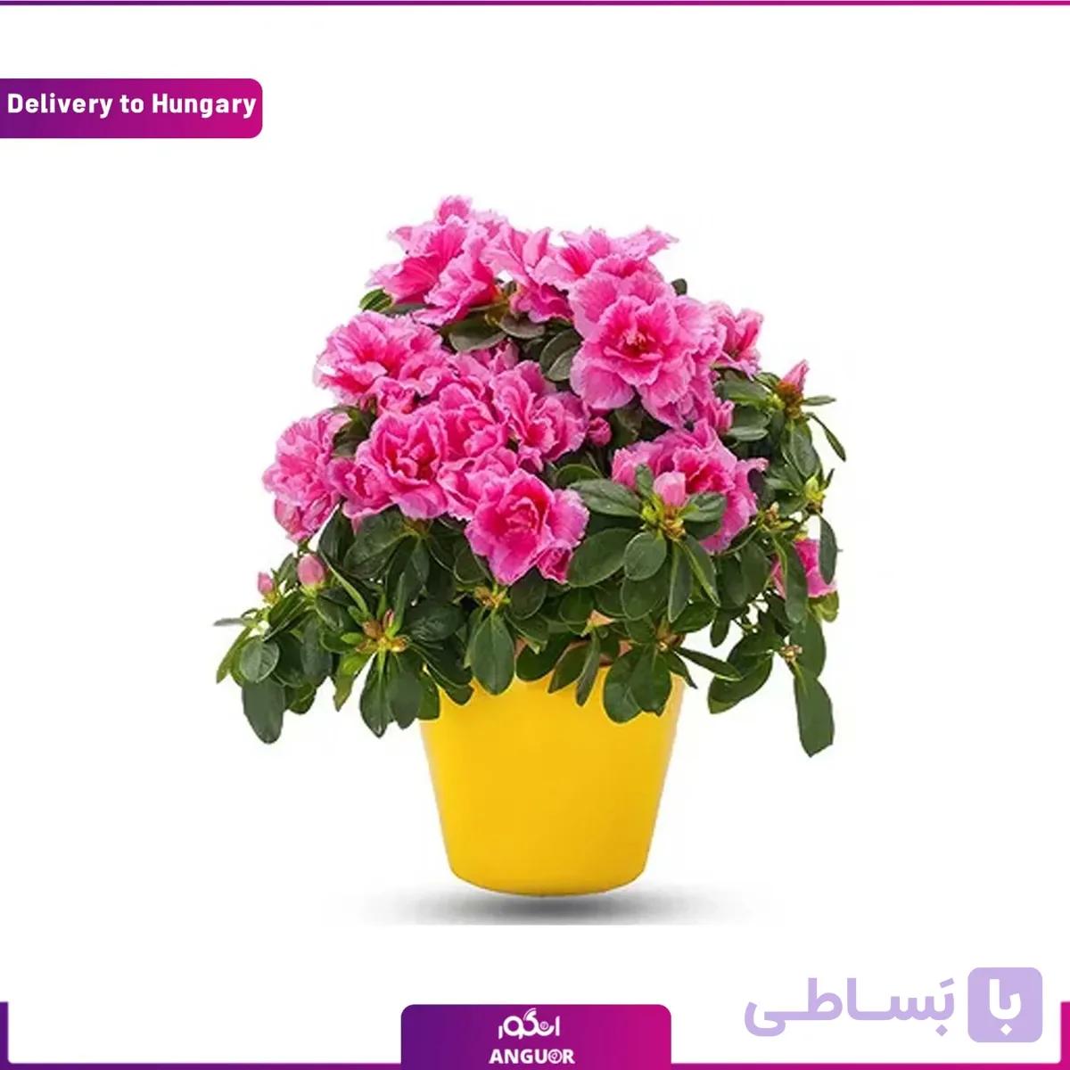 گل آزالیا (تحویل در مجارستان)