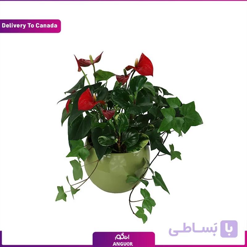 دیش گاردن آنتوریوم،پتوس،پاپیتال (ارسال گل به کانادا)