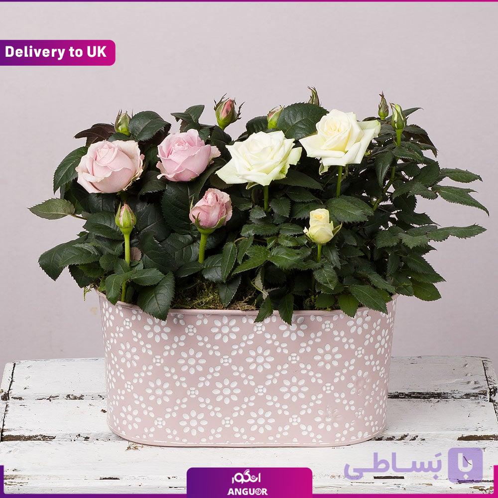 Pastel Rose (Delivery to UK) — تصویر 1