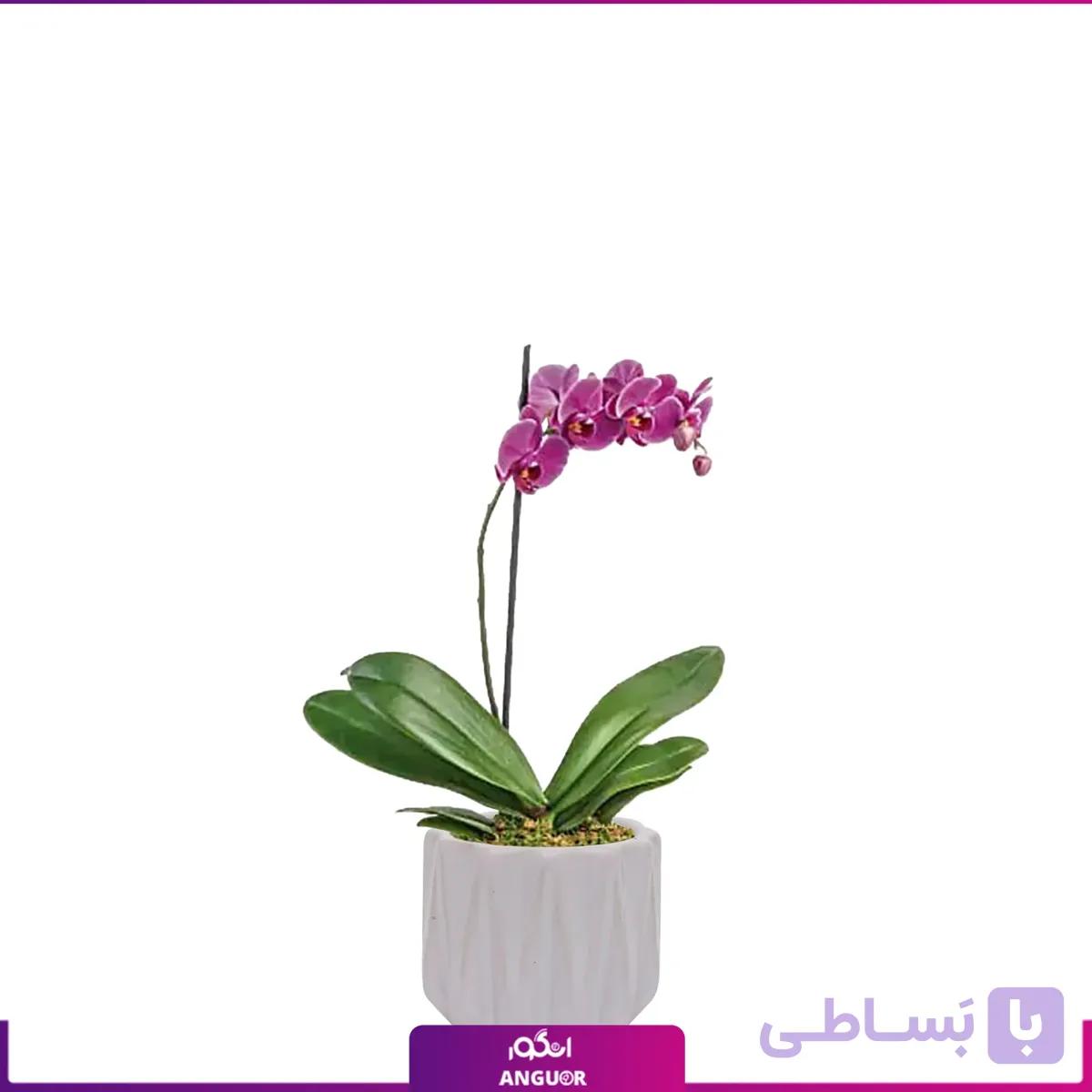 گلدان ارکیده بنفش تک شاخه — تصویر 1