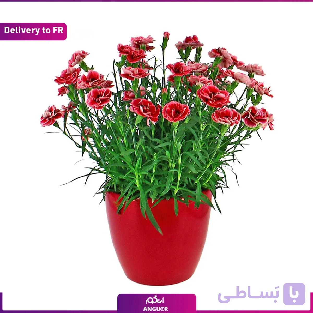 Mondrian Carnation (Delivery to France)