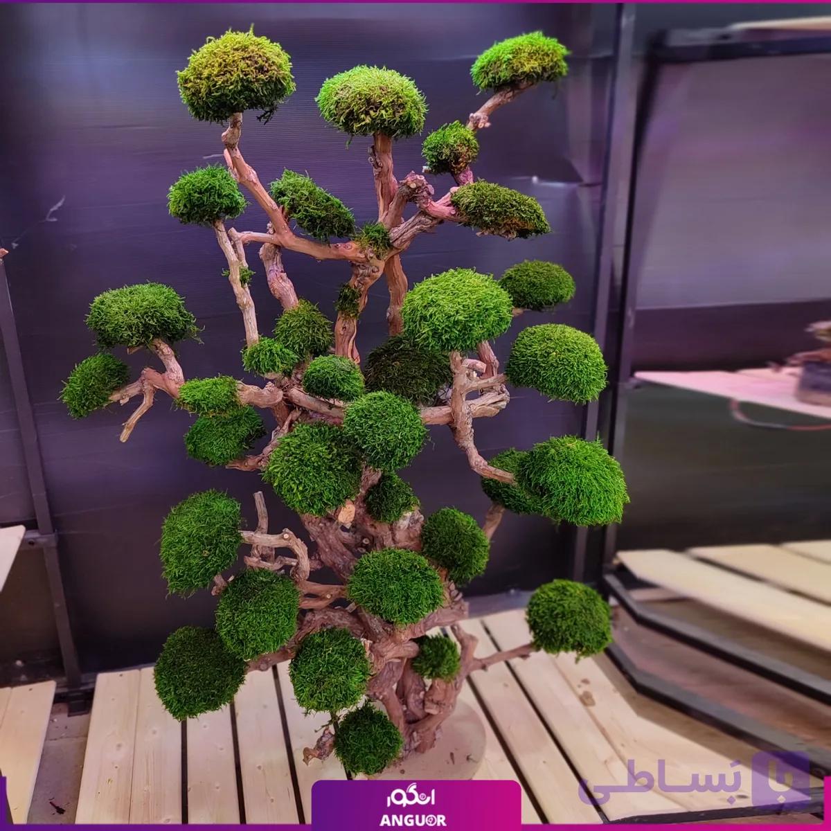 درخت جاودان سایز بزرگ و پر