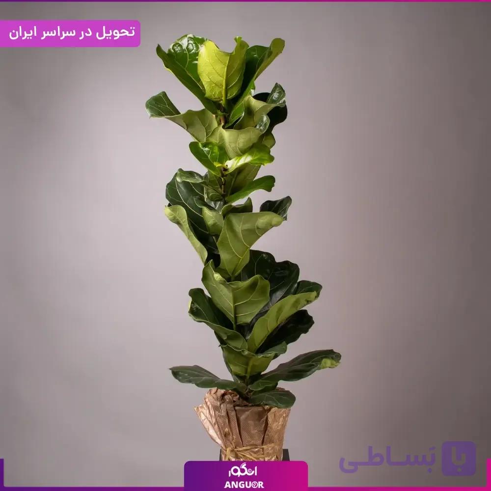 گلدان لیراتا — تصویر 1
