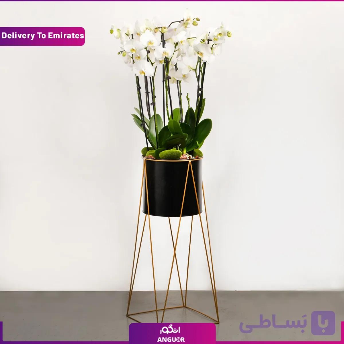 گلدان ارکیده پایه دار (تحویل در امارات) — تصویر 1