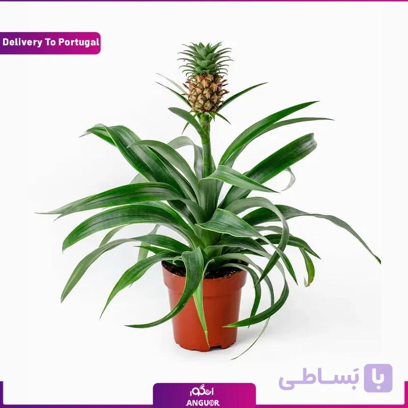 گلدان آناناس (ارسال گل به پرتغال)