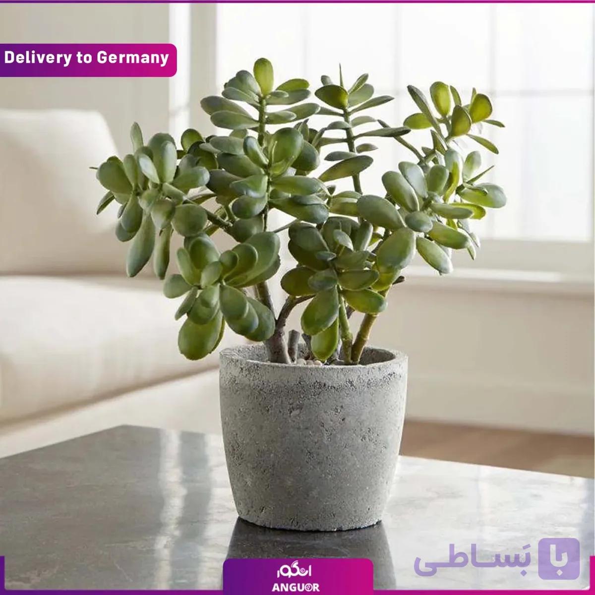 گل یشم (تحویل آلمان)