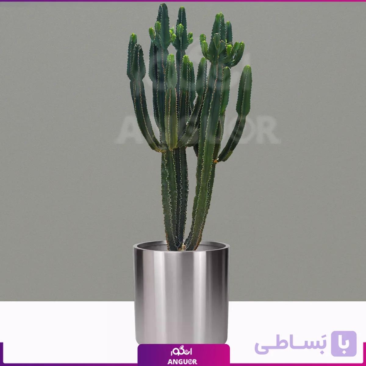 افوربیا اینگنس با گلدان استیل