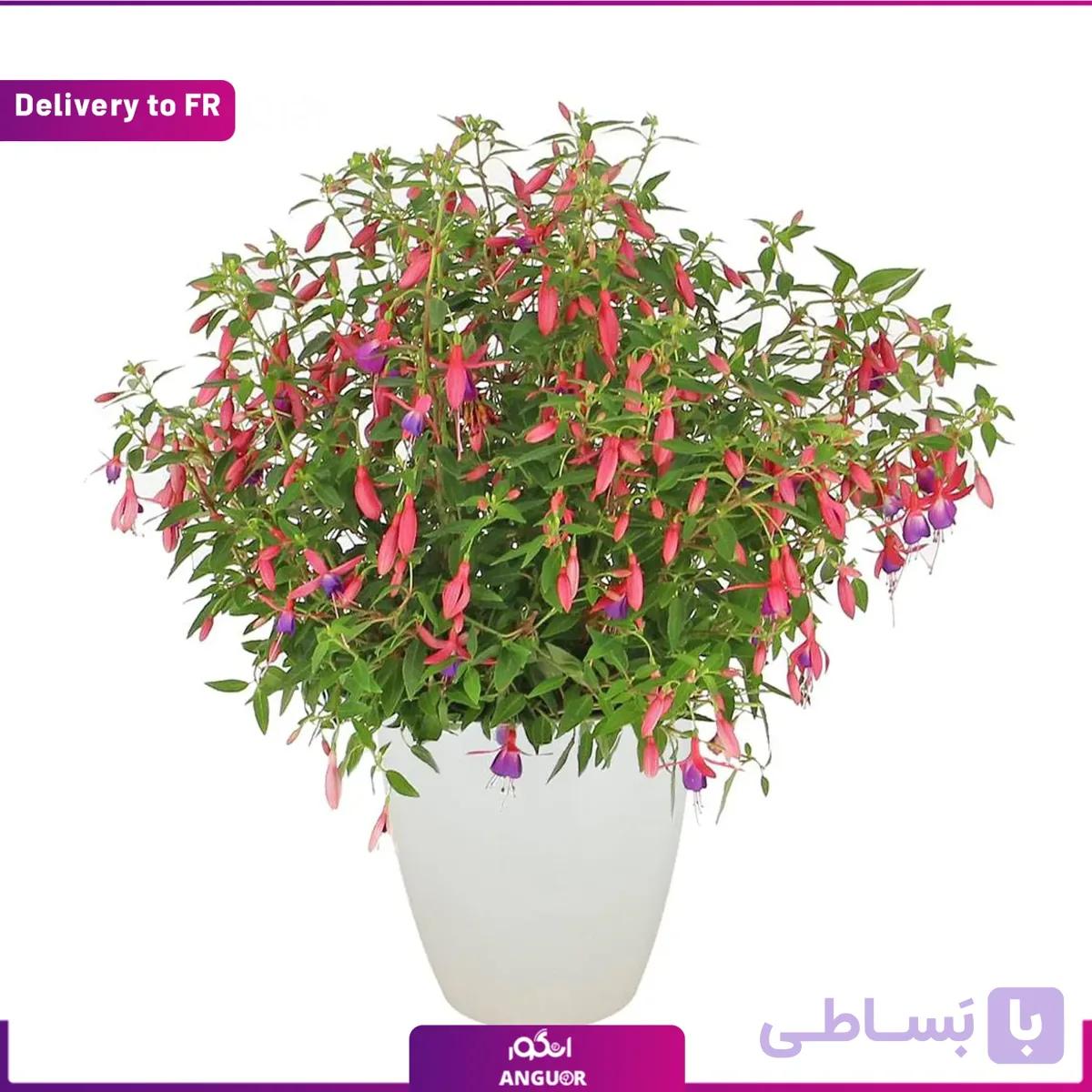 Fuchsia (Delivery to France)