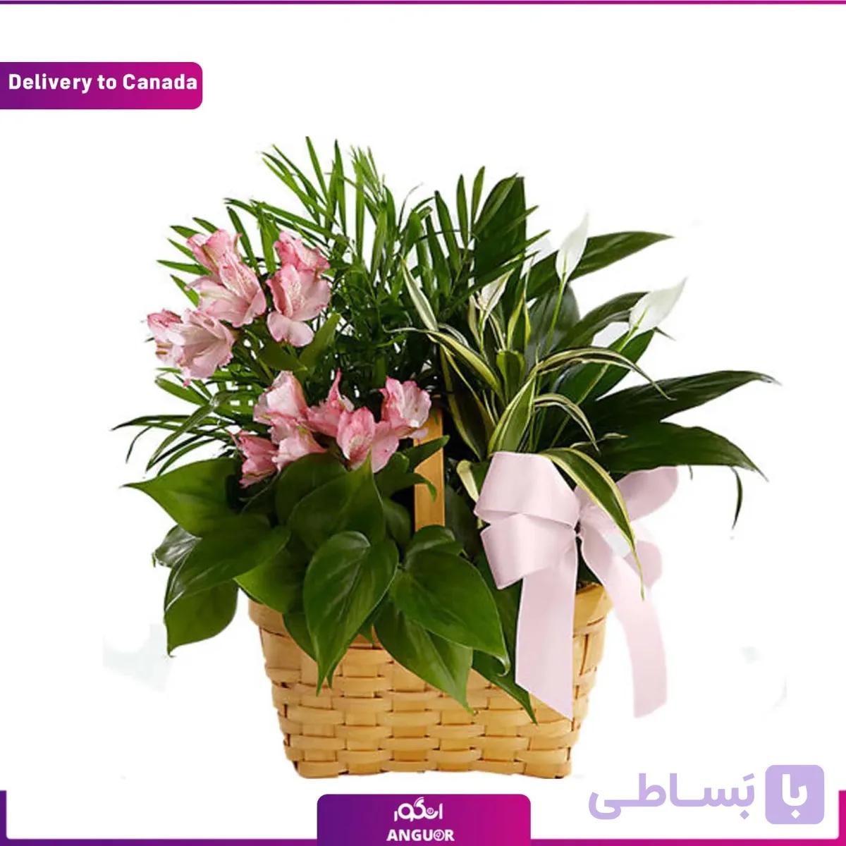 Spirit Dishgarden (ارسال گل به کانادا)