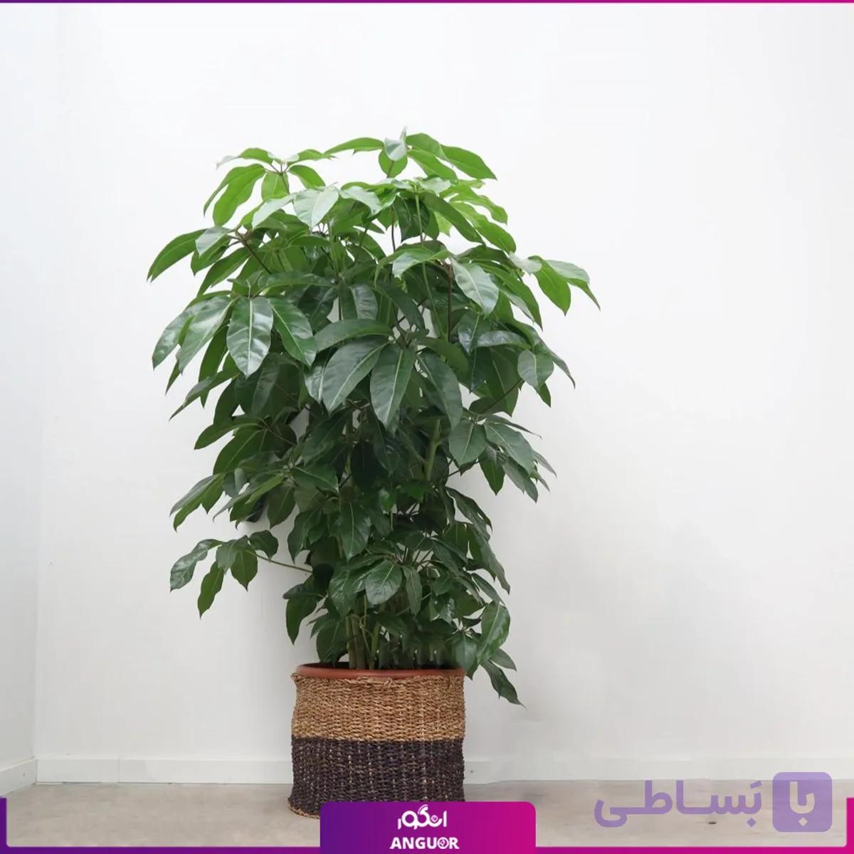 شفلرا آمیت (حصیری)