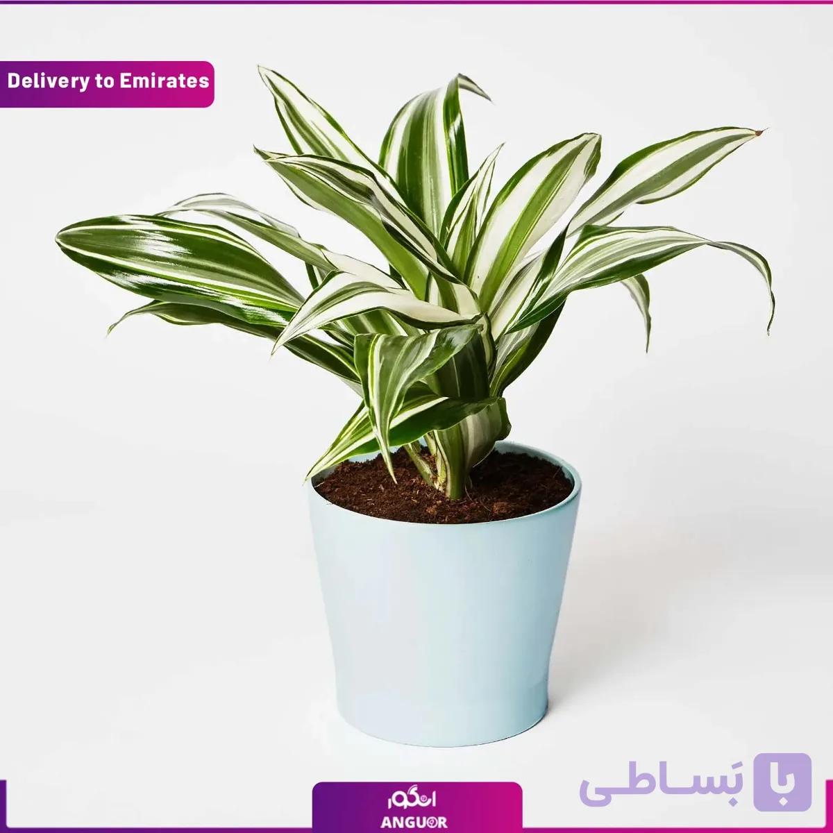 گل دراسنا (دبی و امارات)
