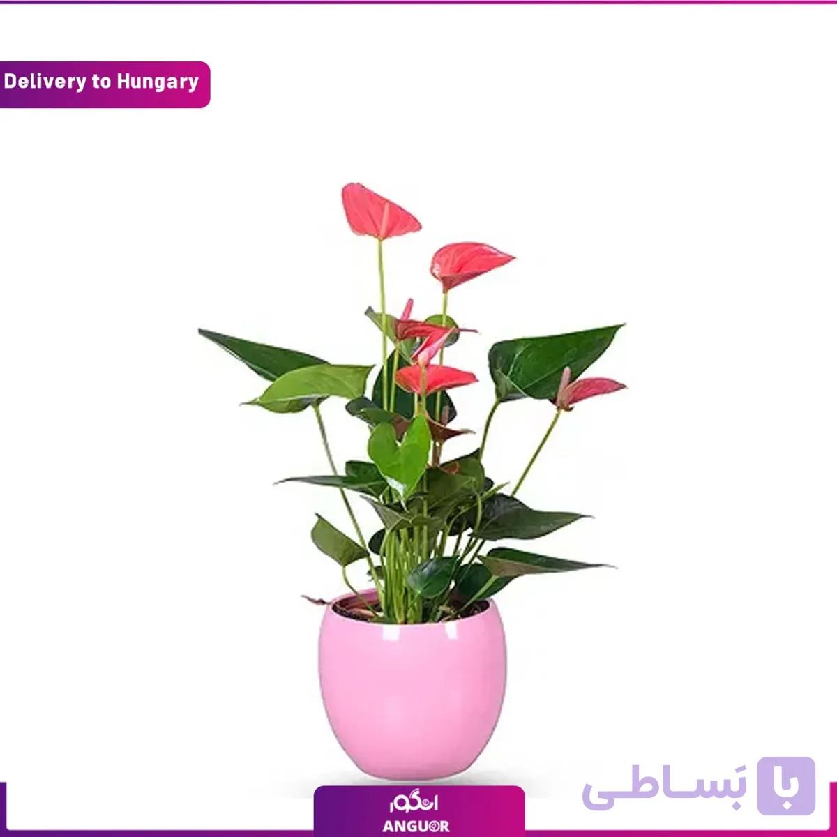 گل آنتوریوم (تحویل در مجارستان)