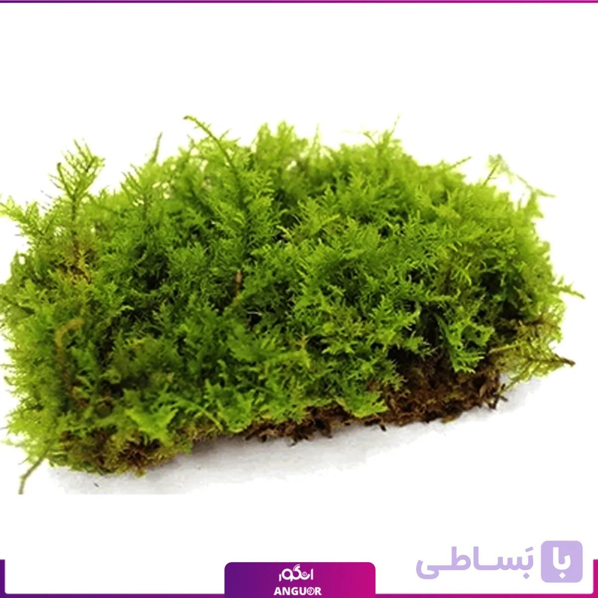 خزه سایپرس تثبیت شده — تصویر 1