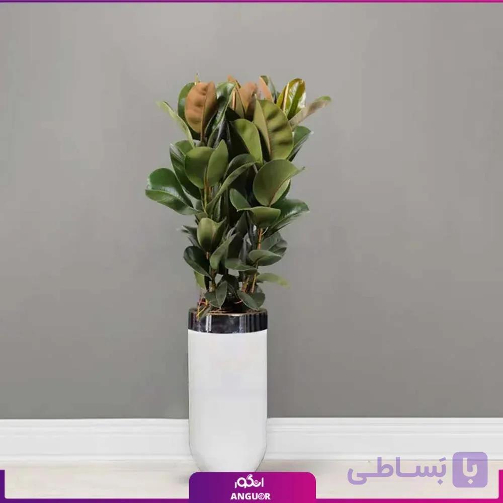 گلدان هدیه لوکس فیکوس الاستیکا سه شاخه فایبر گلاس — تصویر 1
