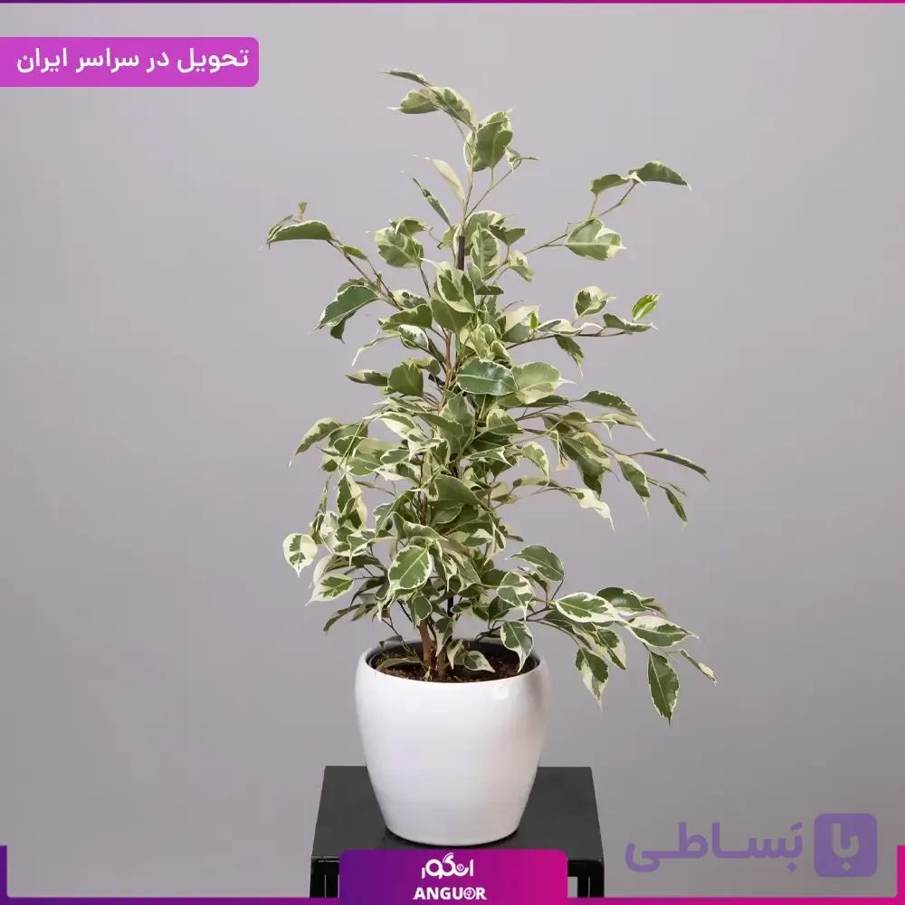 گلدان بنجامین