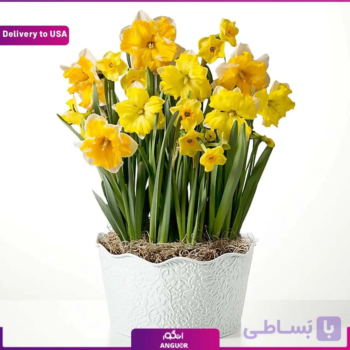(Delivery to USA) Golden Daffodil