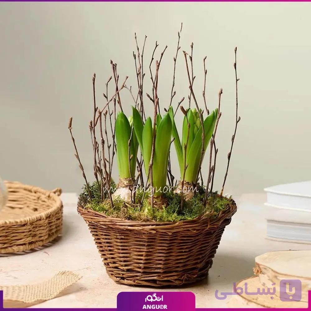 سبد گل سنبل (3 شاخه غنچه)