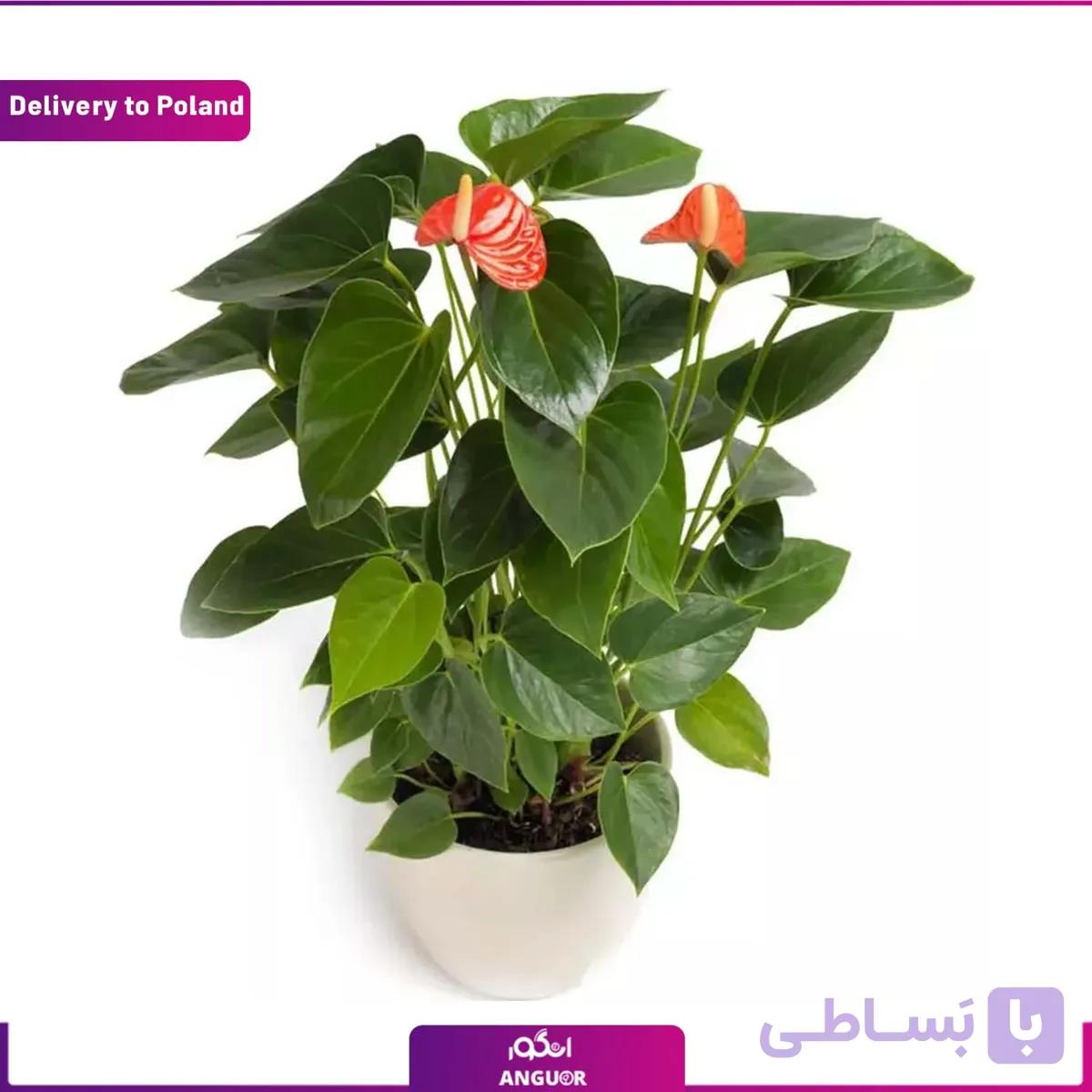 گل آنتوریوم (تحویل در لهستان)