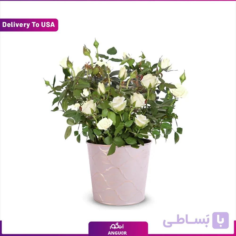 گلدان رز مینیاتوری سفید (تحویل در امریکا)