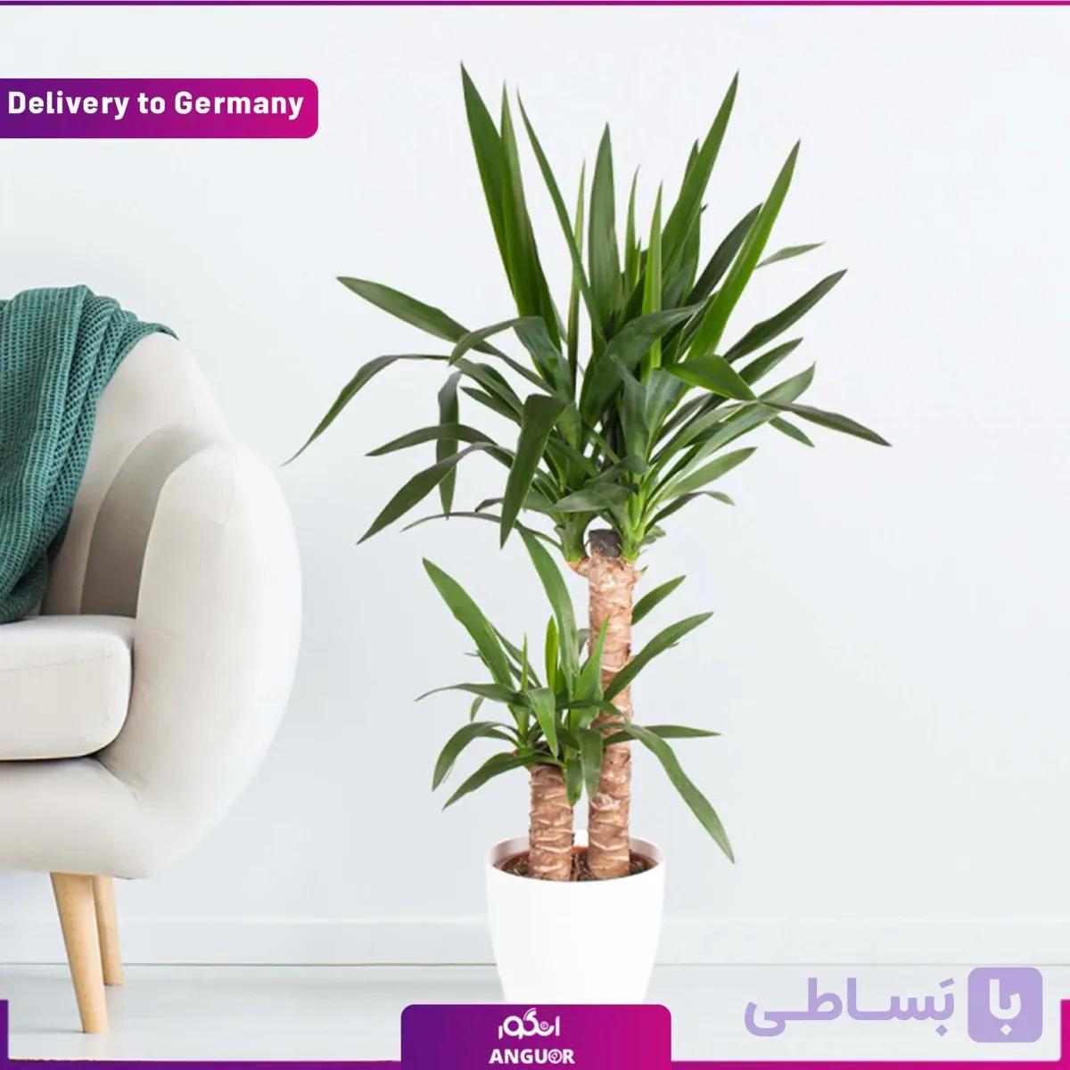 یوکا پالم 2 شاخه (تحویل آلمان)