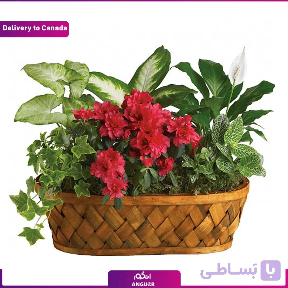 Plants Galore (ارسال گل به کانادا)
