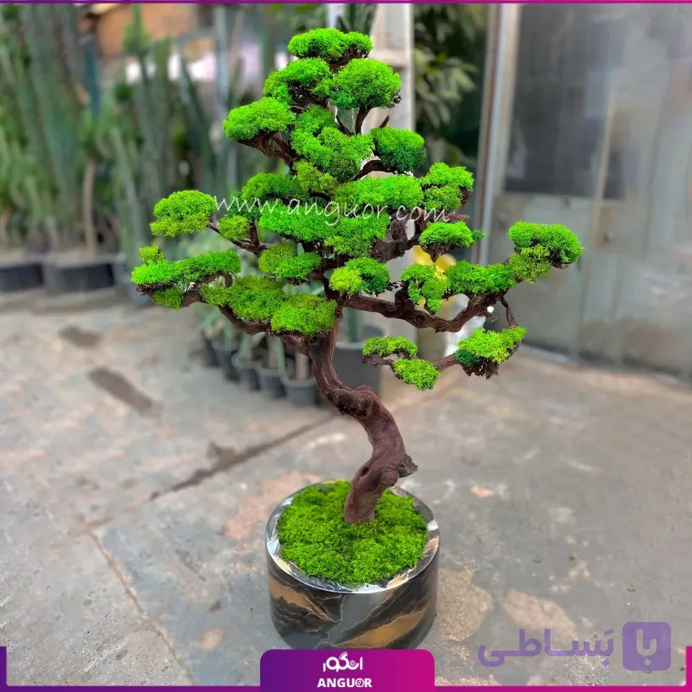 درخت جاودان طبیعی هایپرلوکس