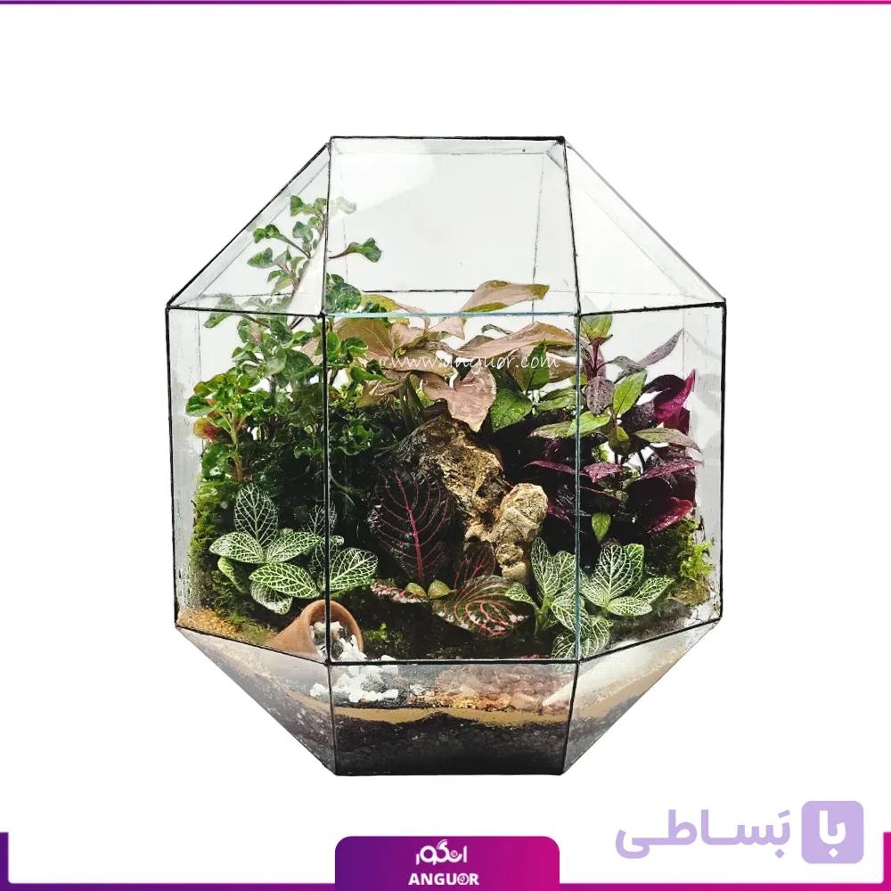 تراریوم شیشه ای عمودی سینورا