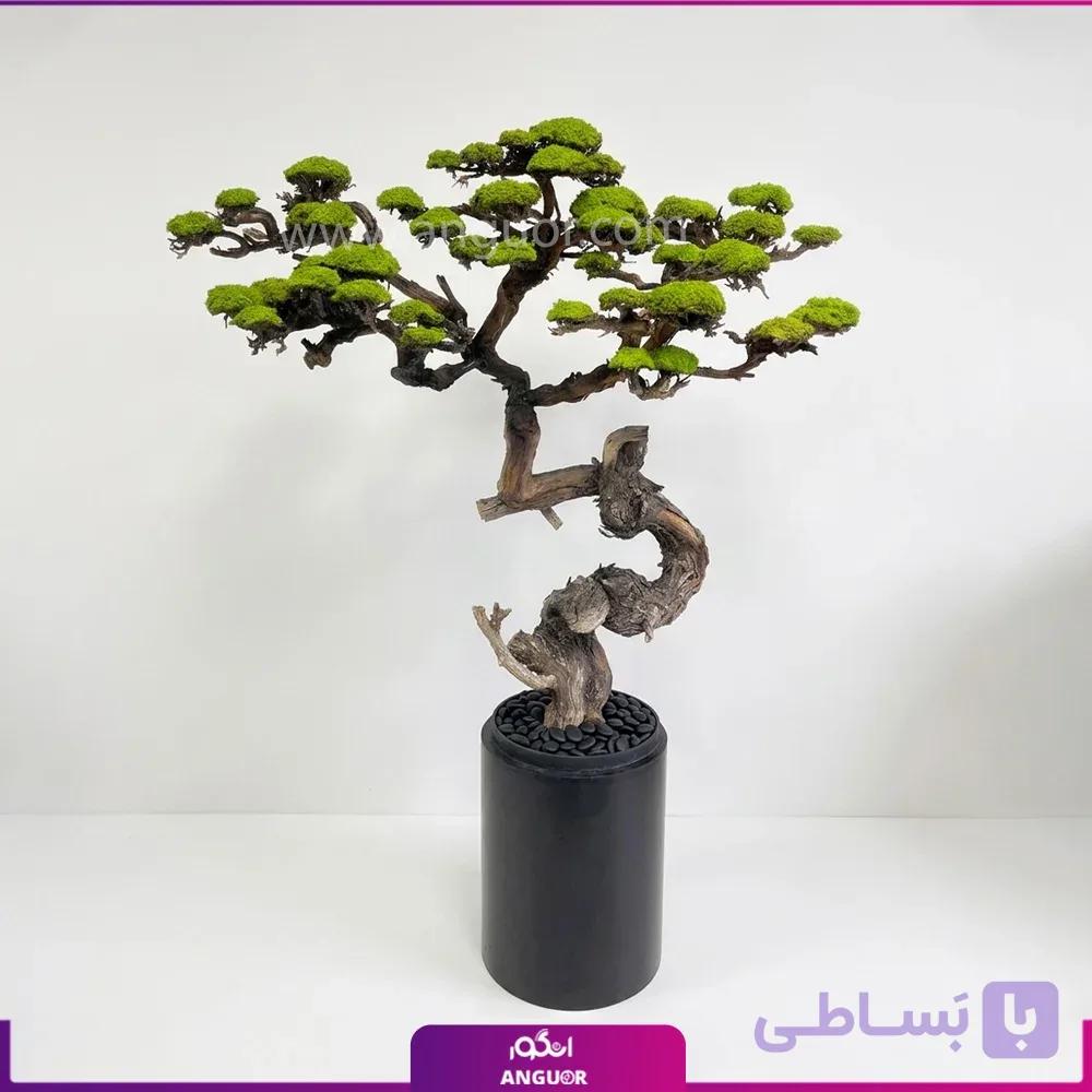 گلدان درخت جاودان طبیعی