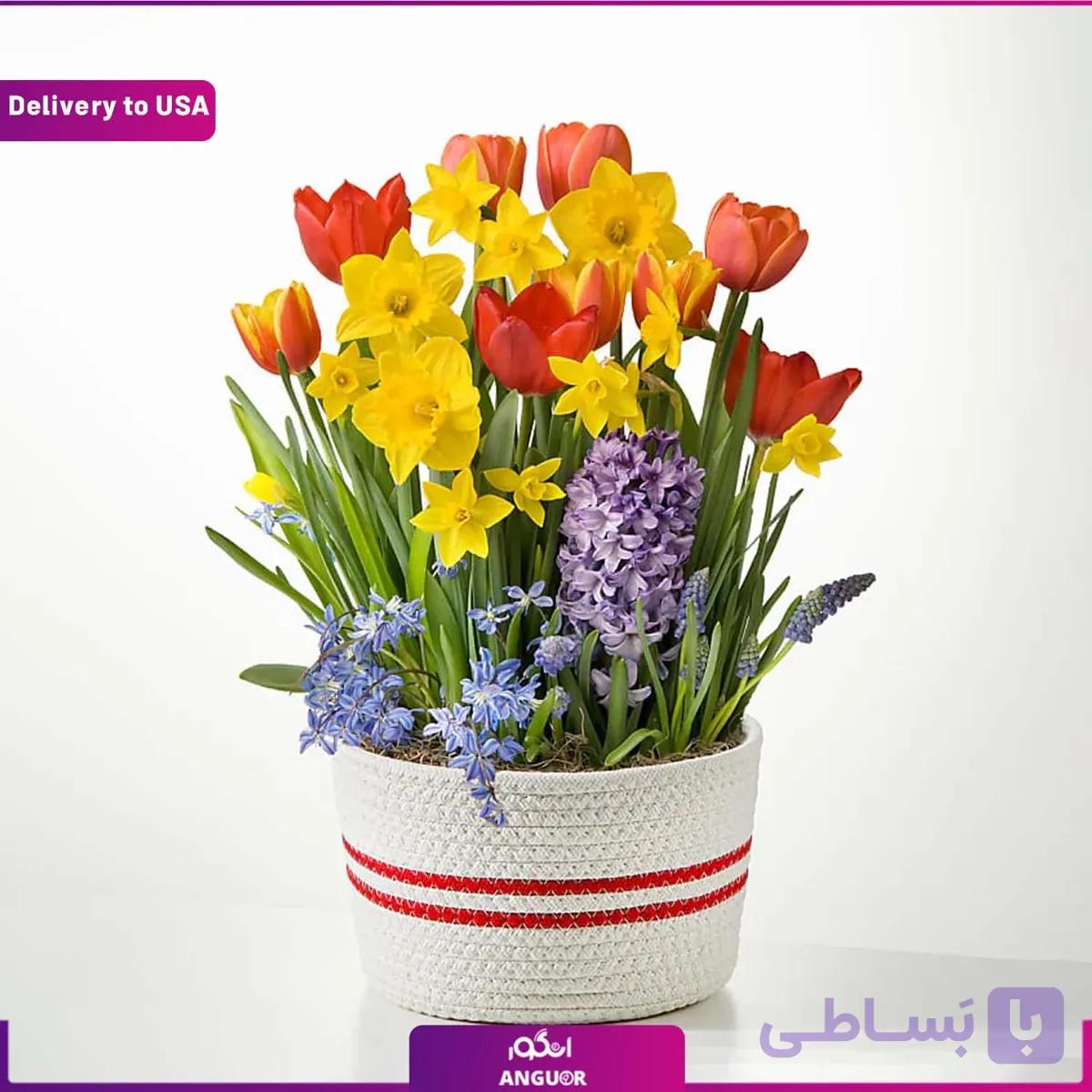 (Delivery to USA) Spring Bulb Garden