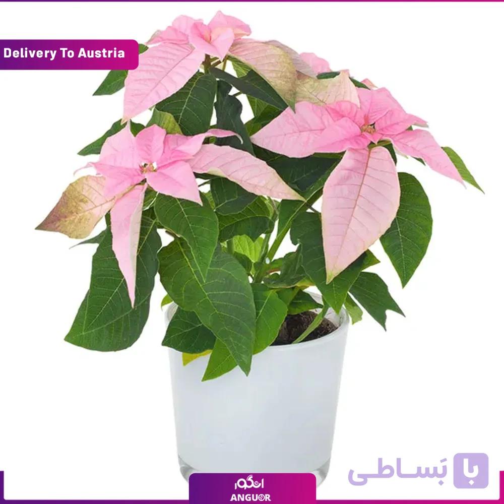 (Delivery to Austria) Rosy Star