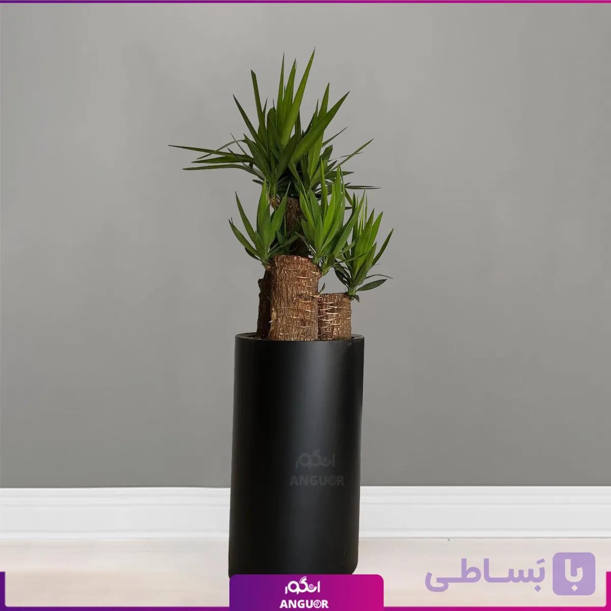 گلدان فلزی یوکا سه شاخه تنه دار بزرگ