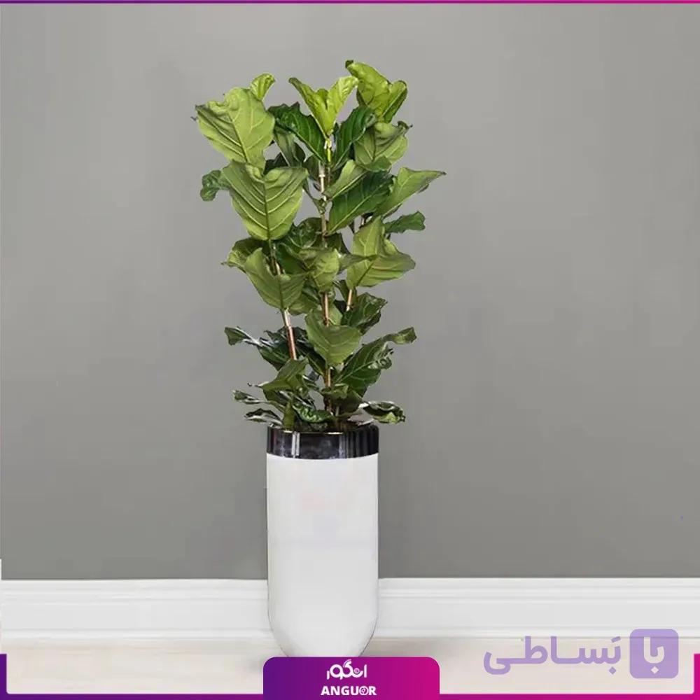 گلدان هدیه VIP فایبر گلاس با فیکوس آفریقایی لیراتا(3 شاخه) طرح کمر باریک — تصویر 1