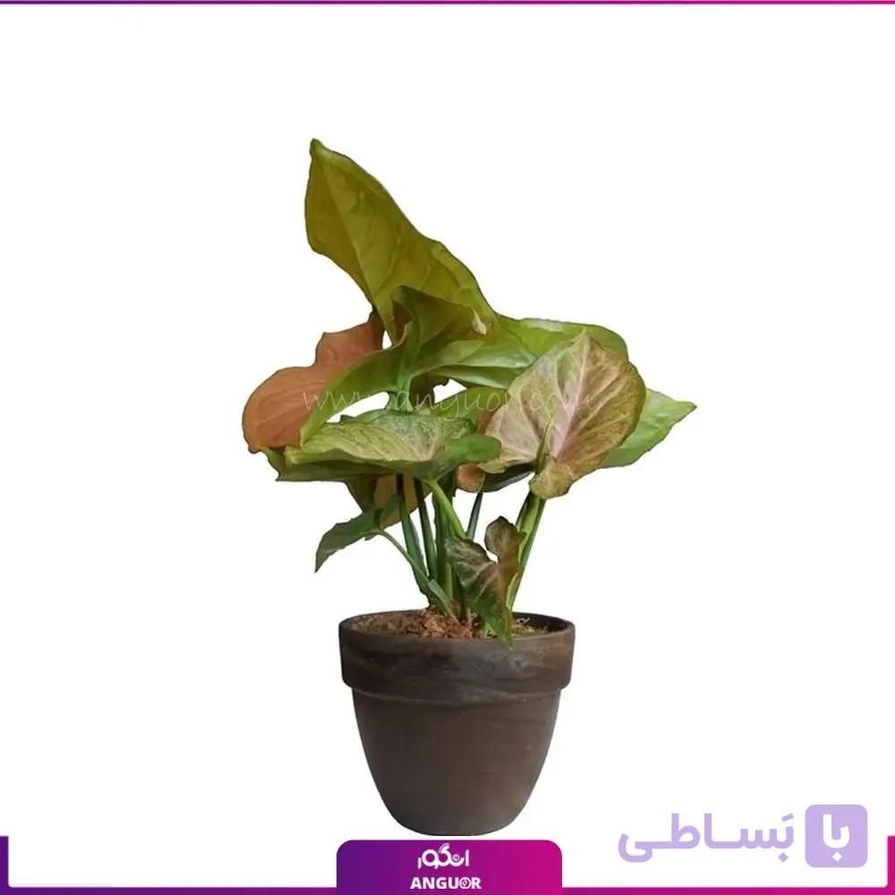 سینگونیوم ماریا — تصویر 1
