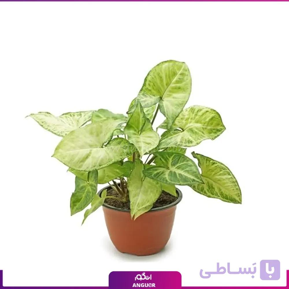 گیاه سینگونیوم پروانه ای با گلدان سرامیکی — تصویر 1