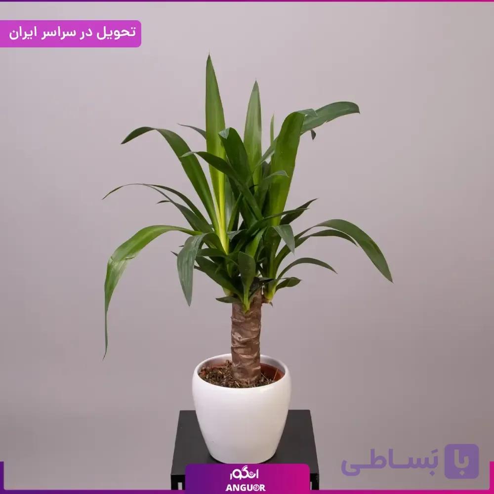 گلدان یوکا — تصویر 1