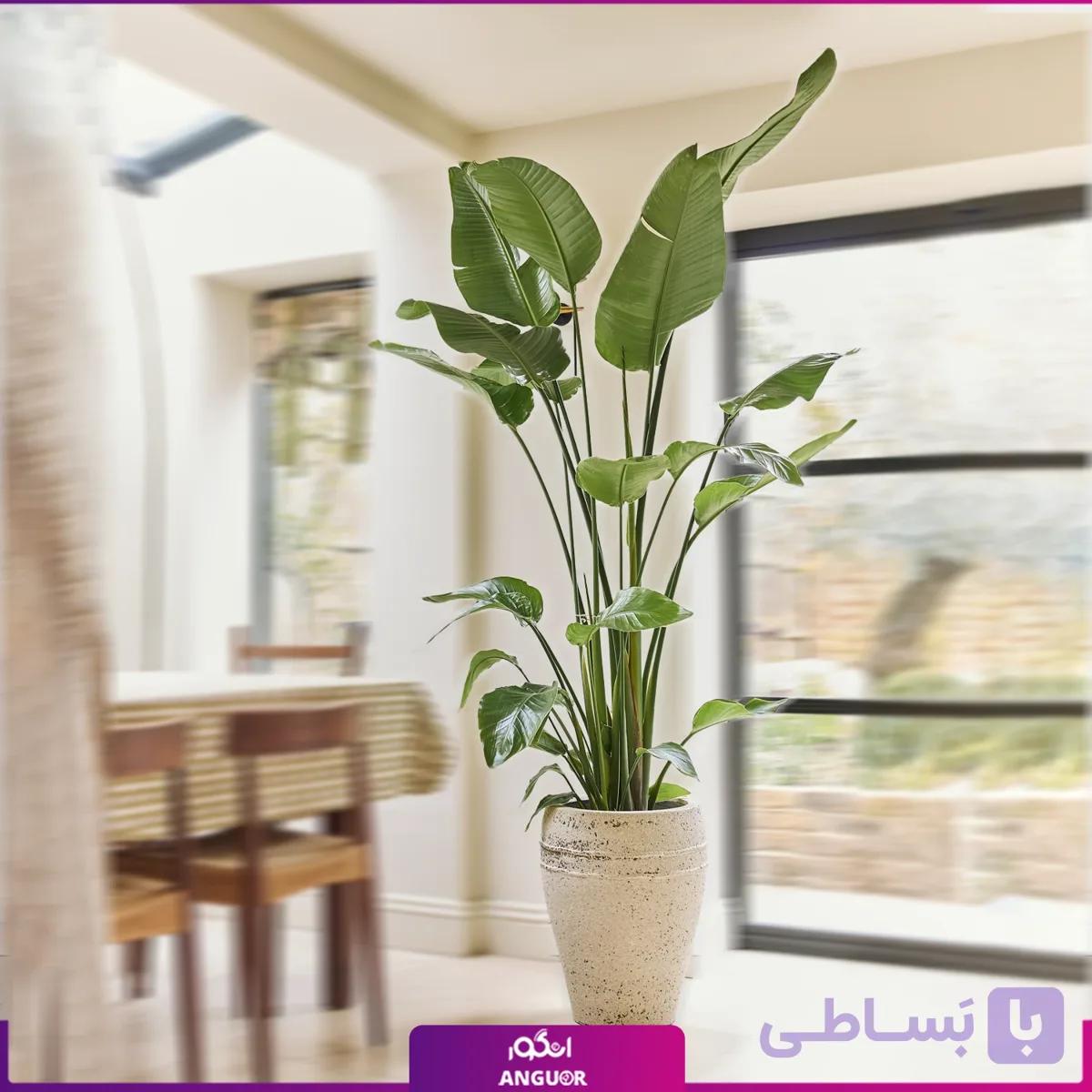 گلدان نخل نیکولای سایز بزرگ (طرح مصری)