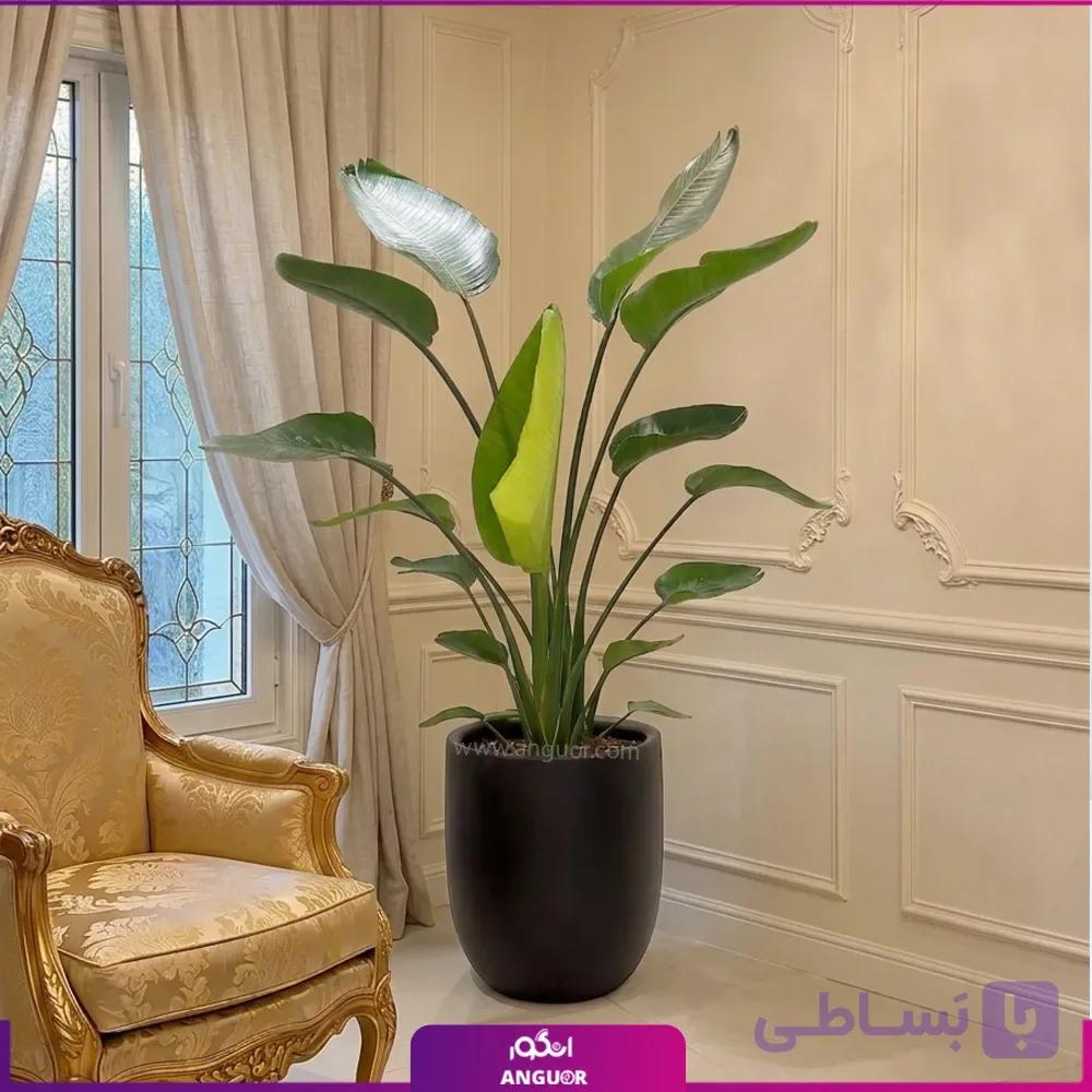گیاه پرنده بهشتی به همراه گلدان فایبر گلاس