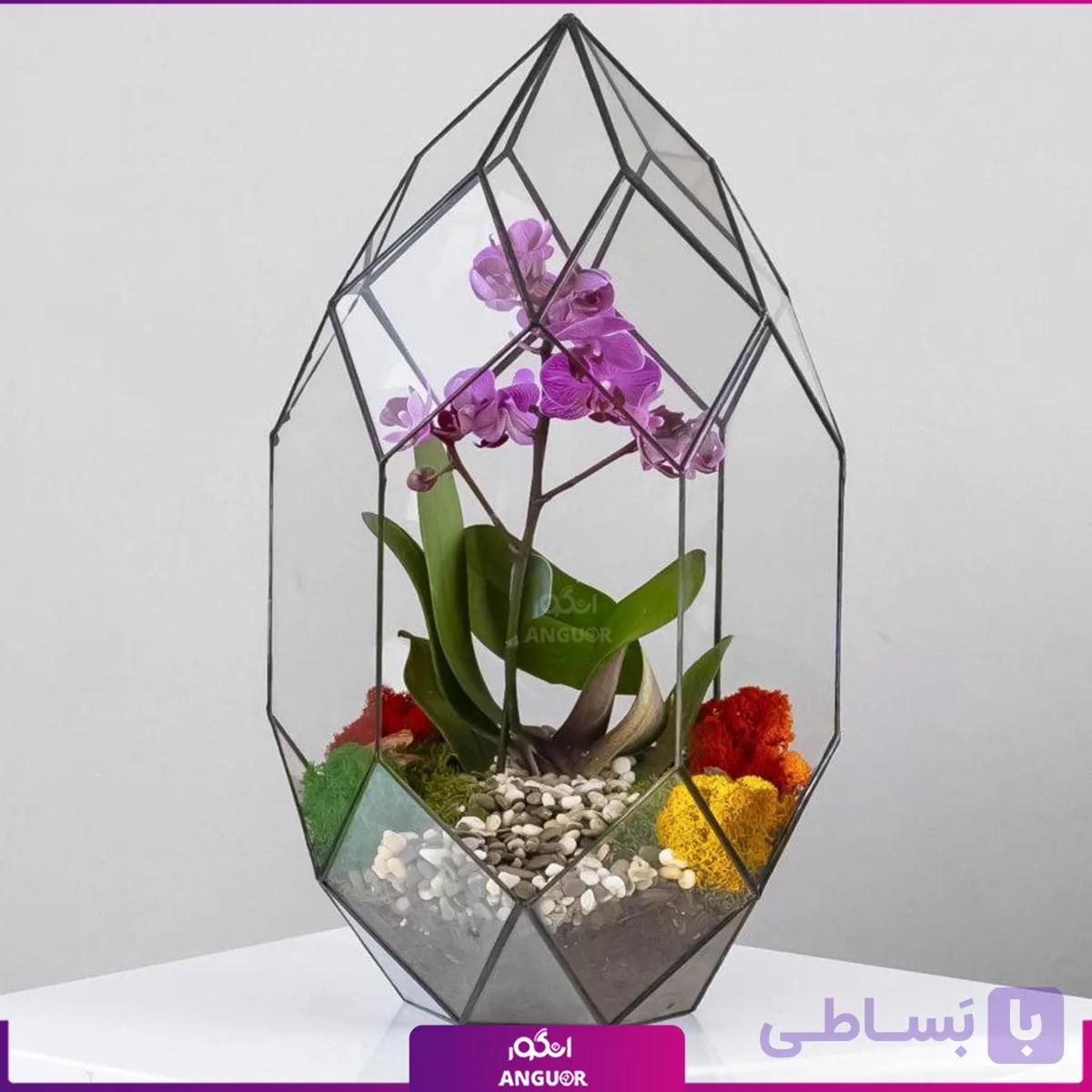 تراریوم ارکیده بنفش — تصویر 1