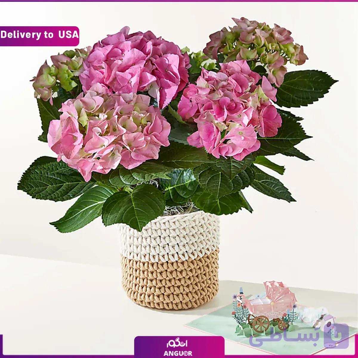 (Delivery to USA) Pink Hydrangea Plant