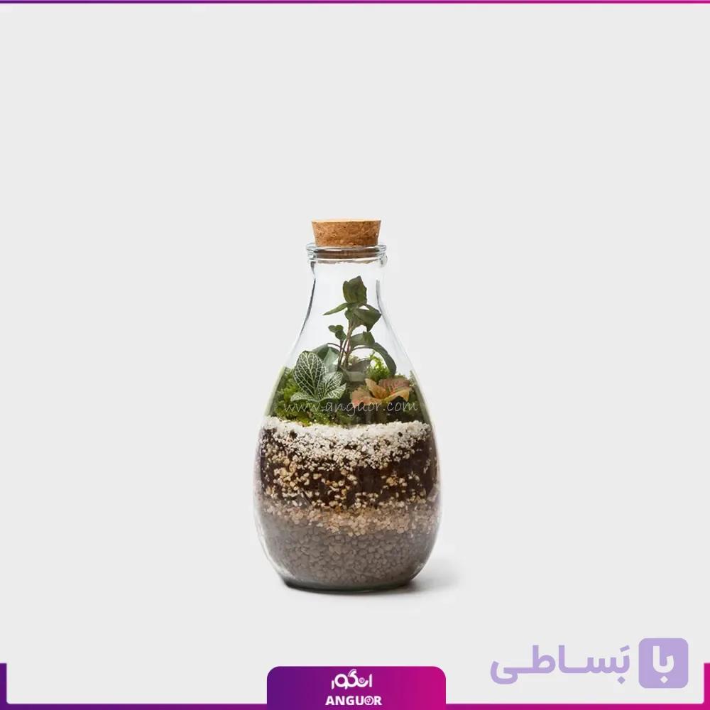 تراریوم آمازون