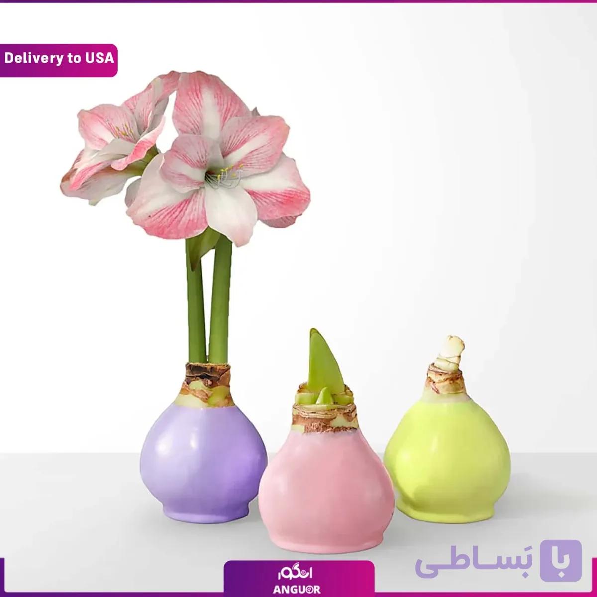 گلدان لاله (تحویل در امریکا)