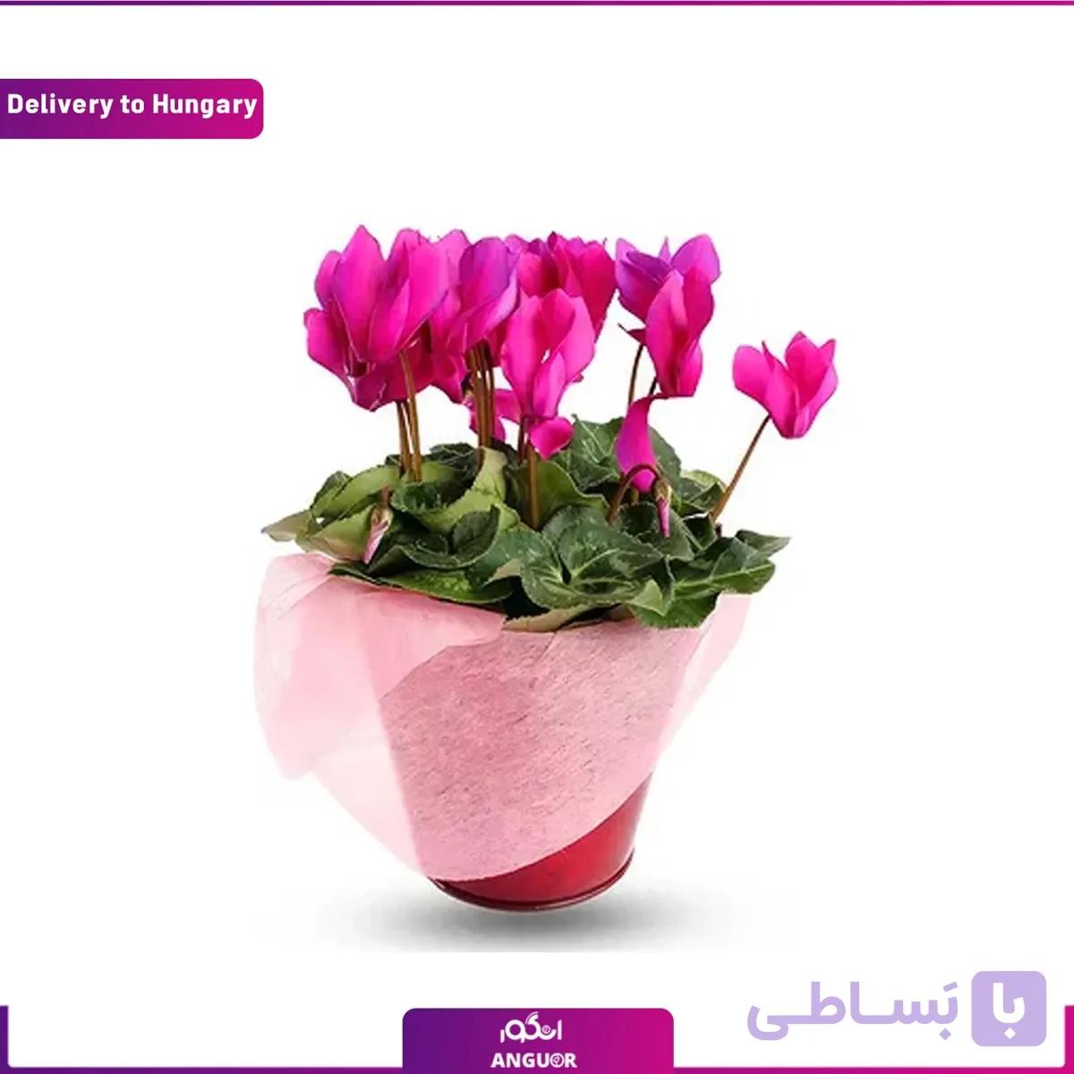 گل سیکلامن (تحویل در مجارستان)