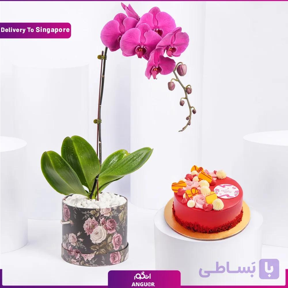 گلدان ارکیده بنفش + کیک (تحویل در سنگاپور)