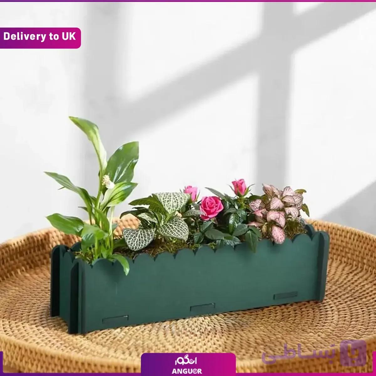 باغچه گل رز در گلدان سبز (Delivery to UK)