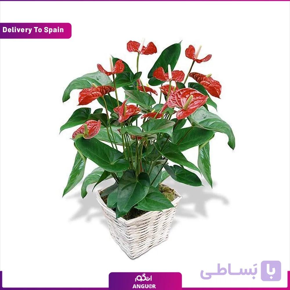 گلدان آنتوریوم (تحویل در اسپانیا)