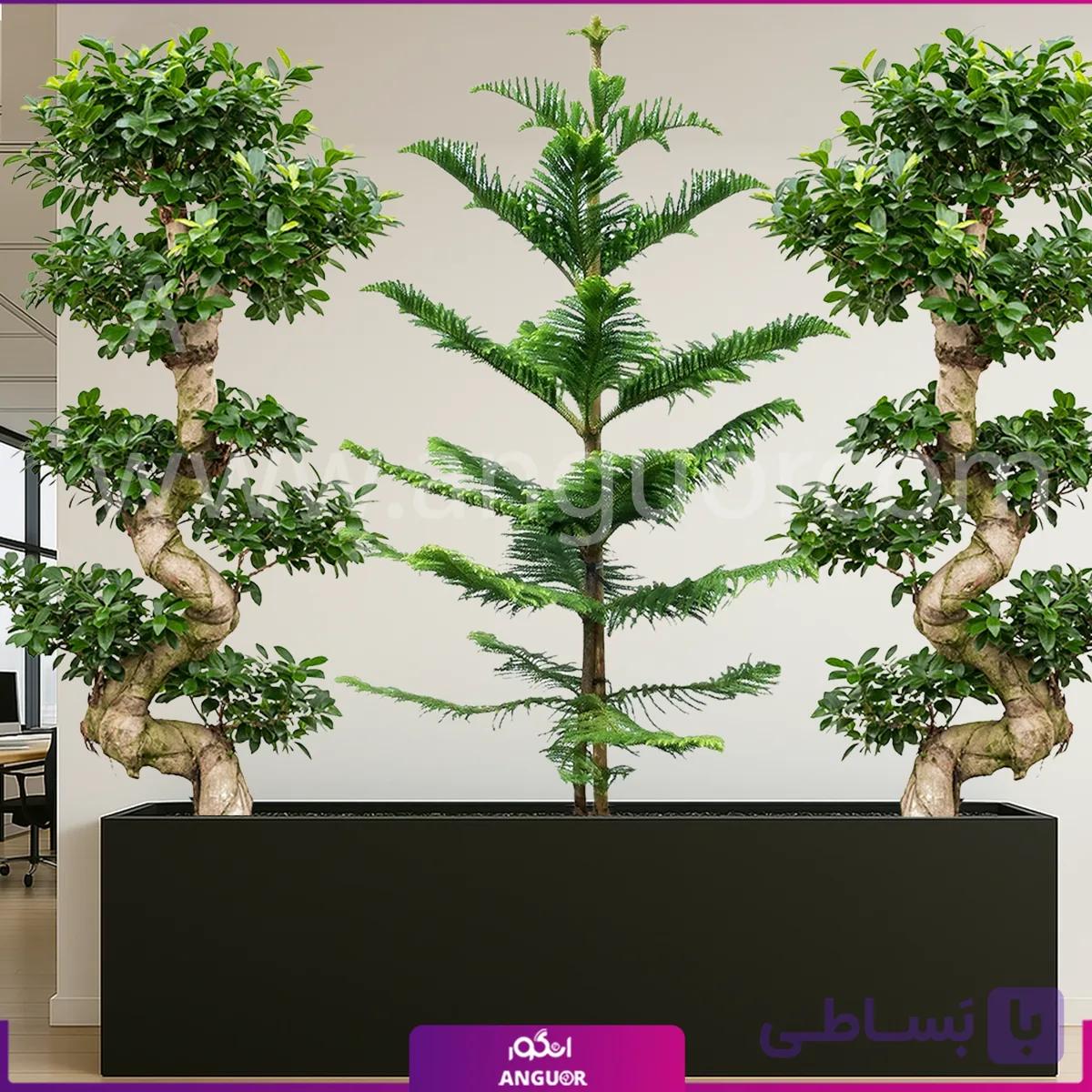 فلاور باکس کاج فیکوس رتوزا و یوکا